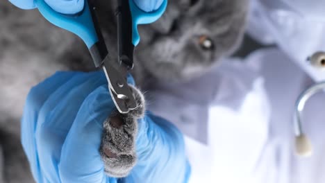 veterinarian trimming a cat's nails