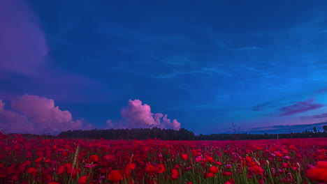 field of poppies or red flowers under a deep blue sky with pink clouds