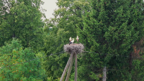 3-Störche-In-Einem-Nest-Auf-Einem-Strommast-Auf-Dem-Land