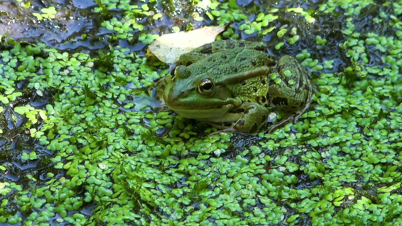 The felt, a wetland in Wörgl, Tyrol. A green water frog lies camouflaged on the ground.