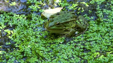 the felt, a wetland in wörgl, tyrol. a green water frog lies camouflaged on the ground.