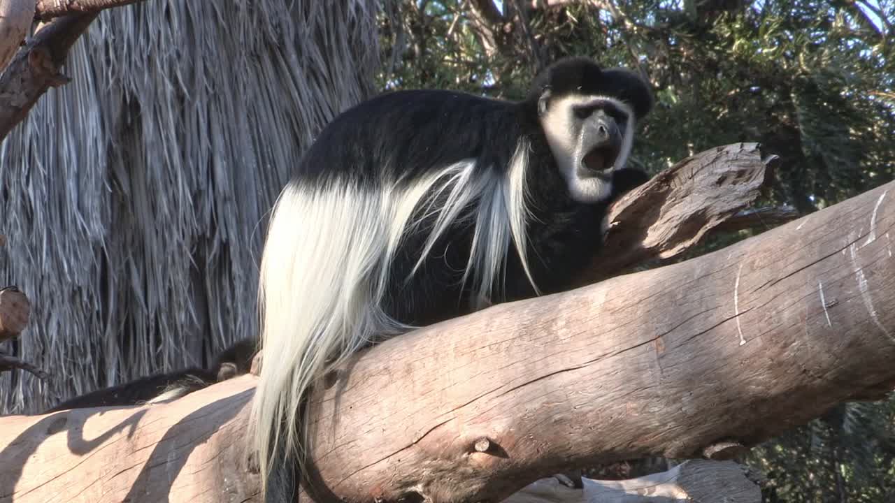 A Black-and-white Colobuses monkey resting on a tree trunk yawns, showing its two teeth.Mantled guereza (Colobus guereza), also known simply as the guereza, or the Abyssinian black-and-white colobus
