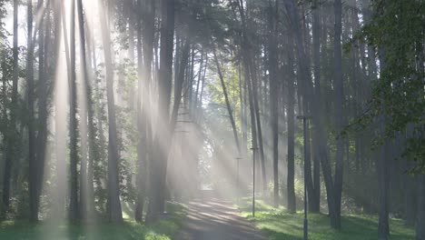 Foggy-autumn-morning-in-the-park.-Birstonas,-Lithuania