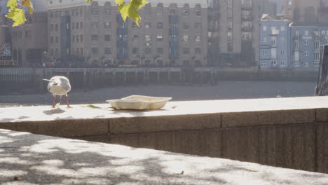 primer plano de una gaviota joven robando restos de comida de un restaurante abandonado en un recipiente de estirofoam dejado en la pared del terraplén junto al río támesis en la ciudad de londres, retroiluminado