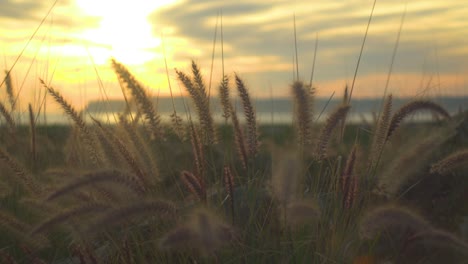 Atemberaubende-Nahaufnahme-Von-Weizen,-Der-Bei-Sonnenuntergang-Am-Strand-Im-Wind-Weht,-Während-Die-Kamera-Langsam-Nach-Links-Schwenkt