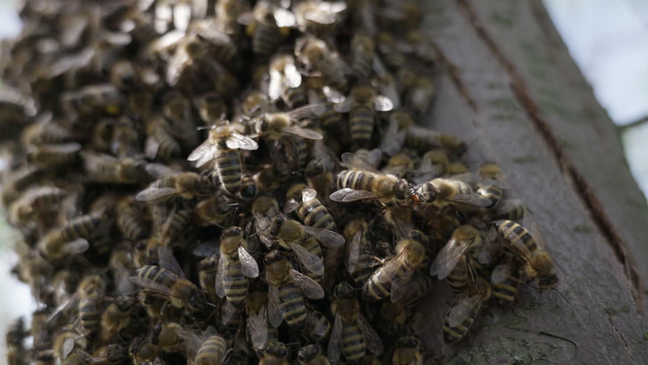 primer plano de abejas melíferas en un tronco de árbol