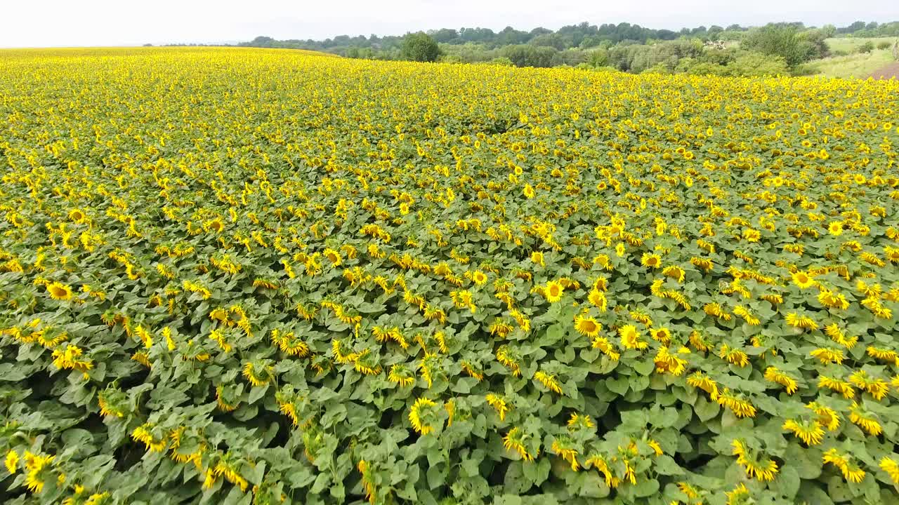 Bellissimi girasoli in fiore vicino a un bosco
