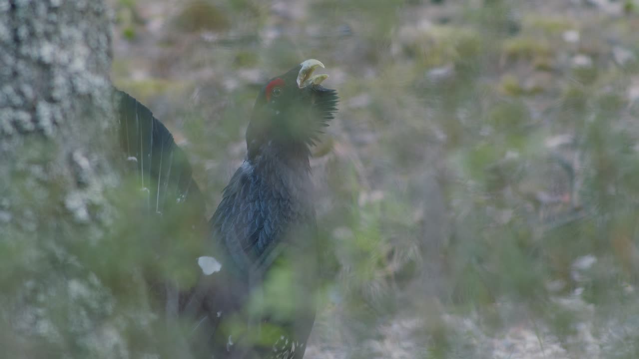 el macho de capercaillie occidental se alojó en el sitio de lek en la temporada de lekking cerca en la luz matutina del bosque de pinos