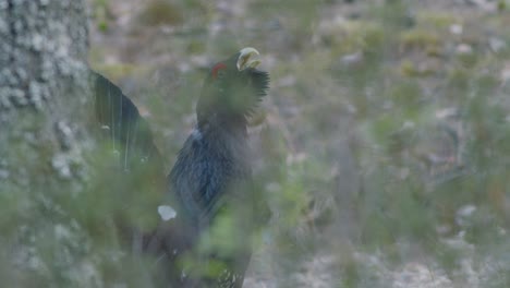 Male-western-capercaillie-roost-on-lek-site-in-lekking-season-close-up-in-pine-forest-morning-light