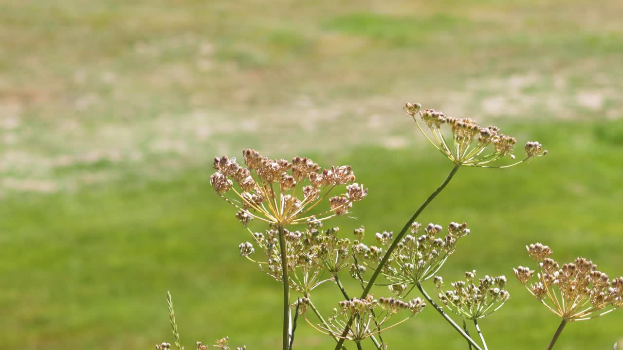 초록색  에 있는 아피아세이 꽃 의 근접 사진