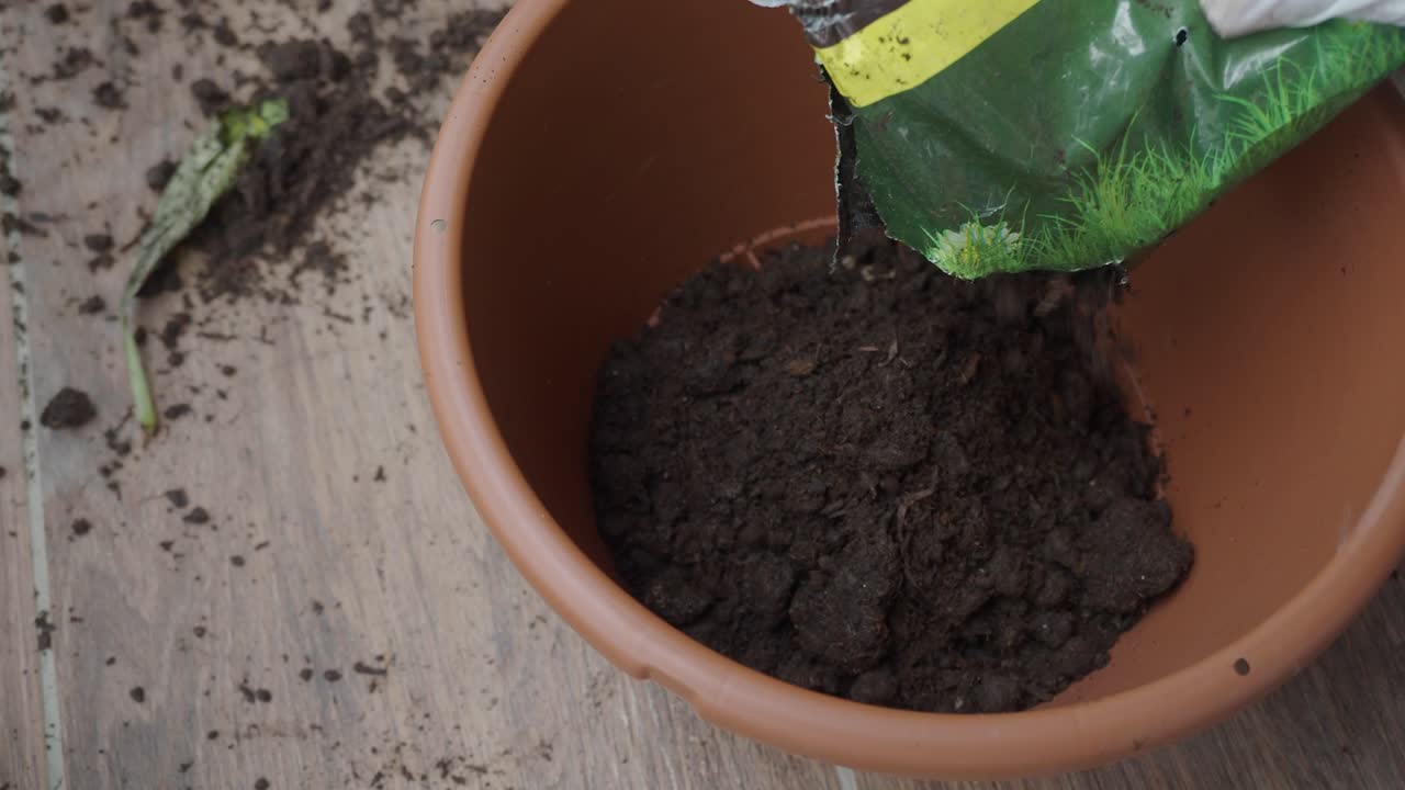 Repotting a plant with new soil