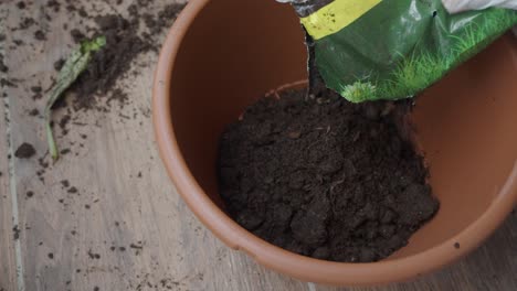 repotting a plant with new soil