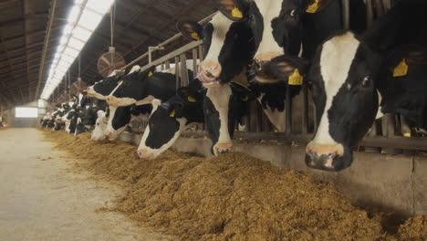 a barn filled with cows eating animal feed