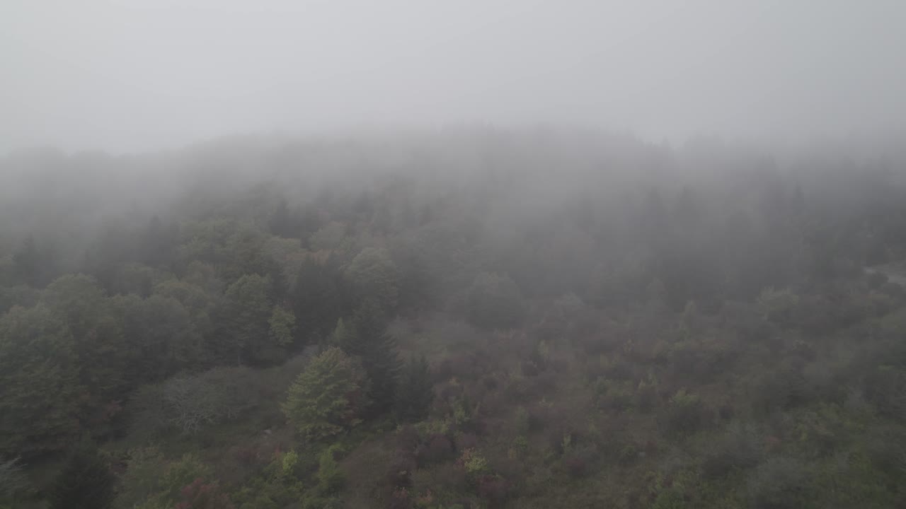 captura el ambiente encantador de un denso bosque de niebla y pastizales enclavados entre las serenas montañas