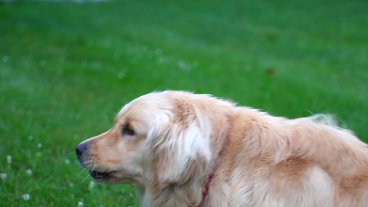 밖에 앉아 있는 귀여운 골든 리트리버