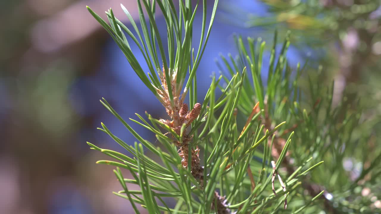Close-Up of Small Pine Cone Developing on Pine Tree