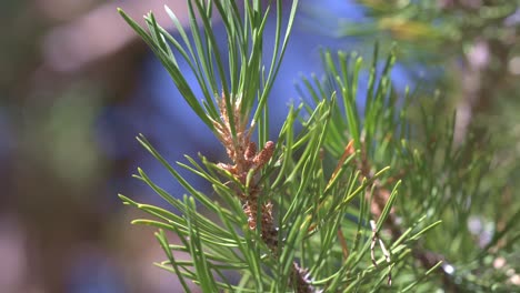 close-up of small pine cone developing on pine tree