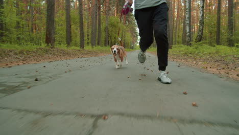 person jogging with their beagle in a forest