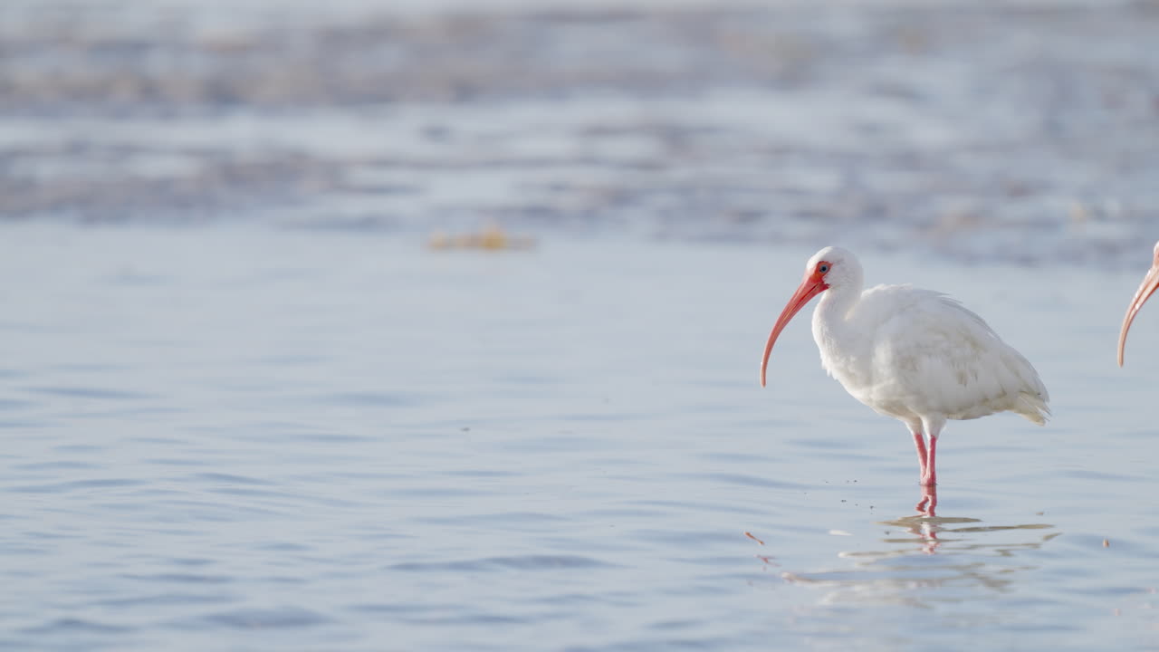 White Ibis Feeding in Water with Bill