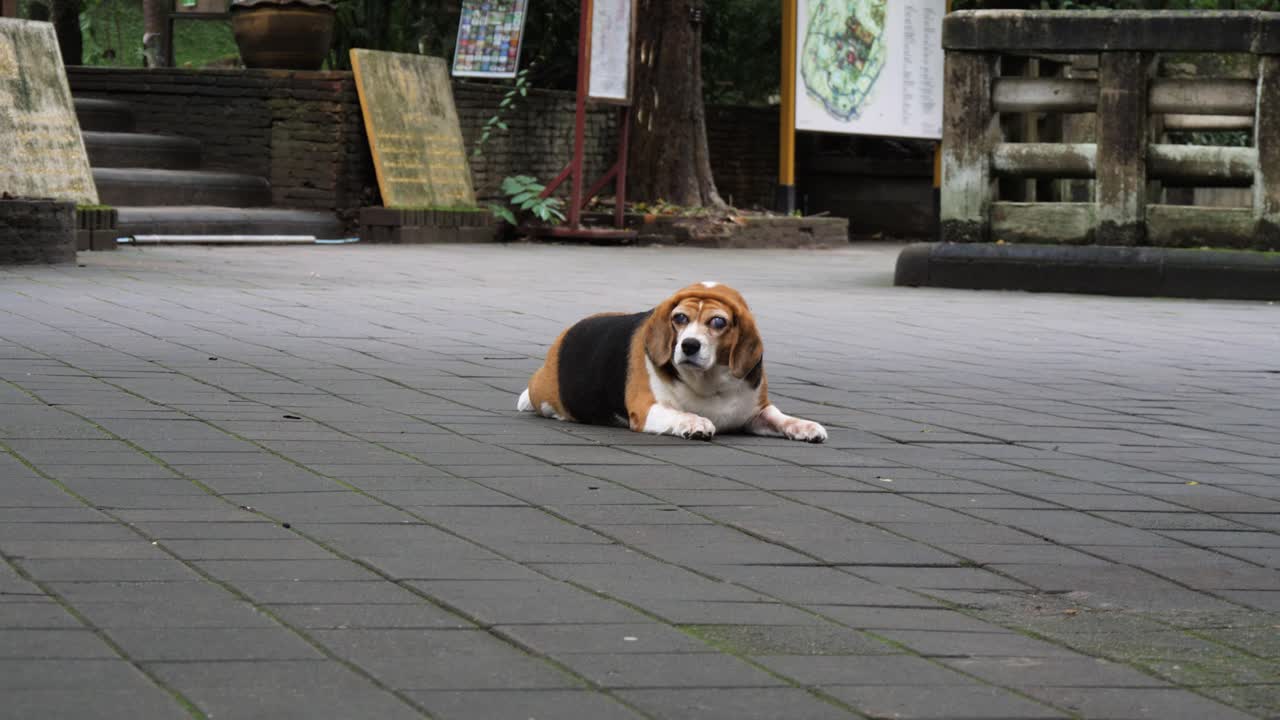 Beagle lying on temple grounds, Wat Umong, quiet moment in Chiang Mai, Thailand