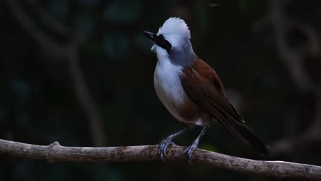 Visto-Acicalándose-Sus-Plumas-Y-Alas-Delanteras-Y-Luego-Vuela-Hacia-Abajo,-Tordo-Risueño-De-Cresta-Blanca-Garrulax-Leucolophus,-Tailandia