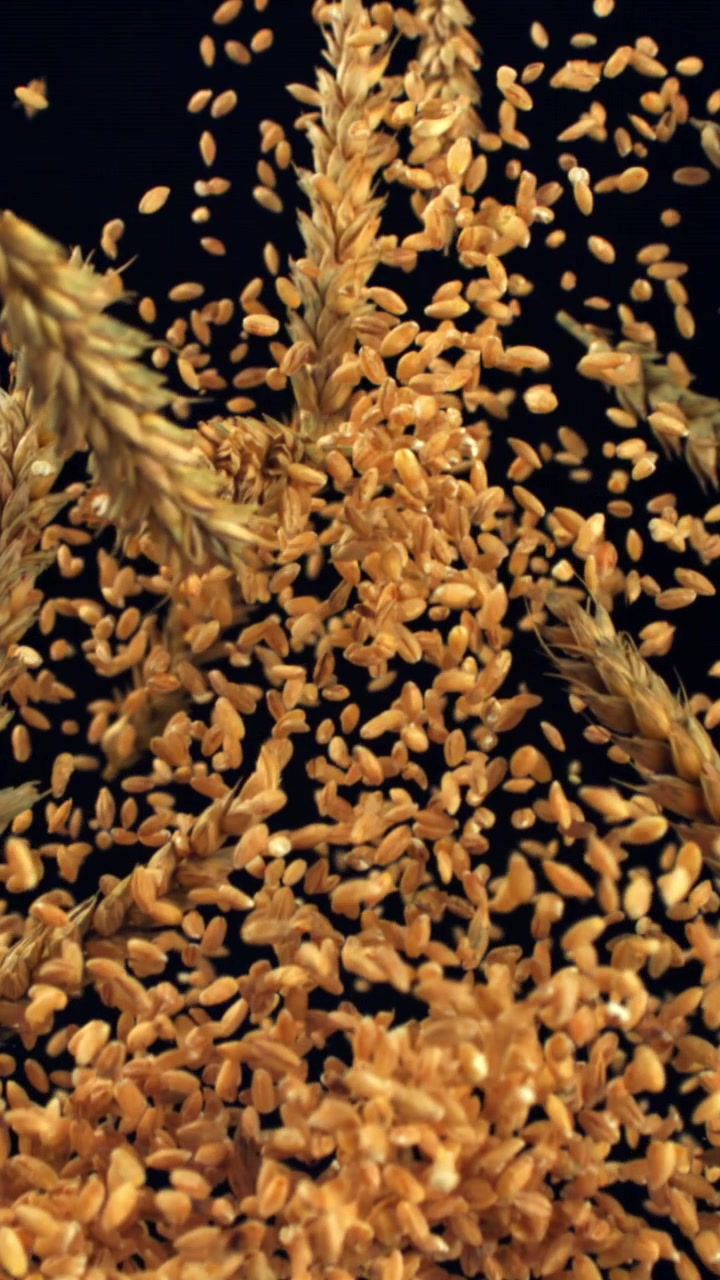 Chicchi di grano dorati e spighe che cadono al rallentatore