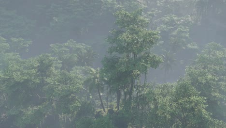 fog covered jungle rainforest landscape