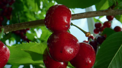 red ripe cherry fruit hanging branch. fresh organic antioxidant food.