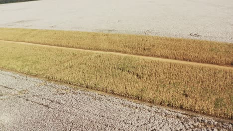 aerial orbital shot of a corn field between two large cotton fields in the rural brazilian countryside