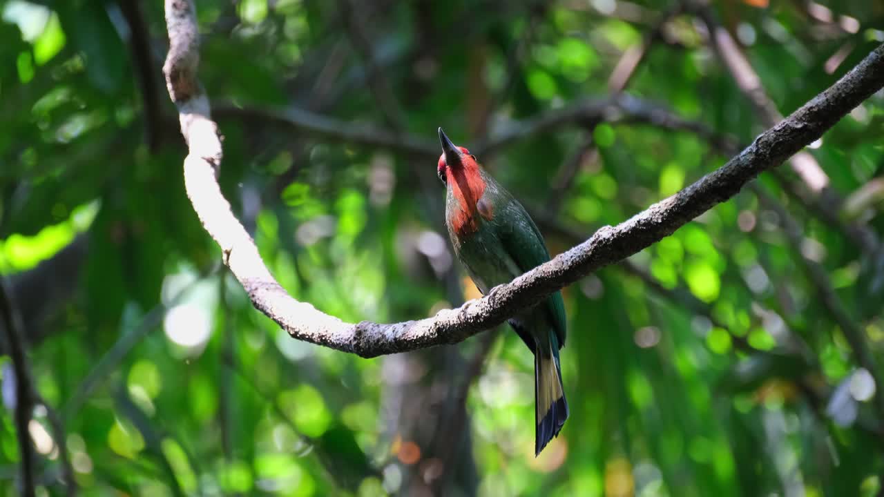 오른쪽을 올려다보며 머리를 돌린다, red-bearded bee-eater nyctyornis amictus, kaeng krachan 국립 공원, 태국