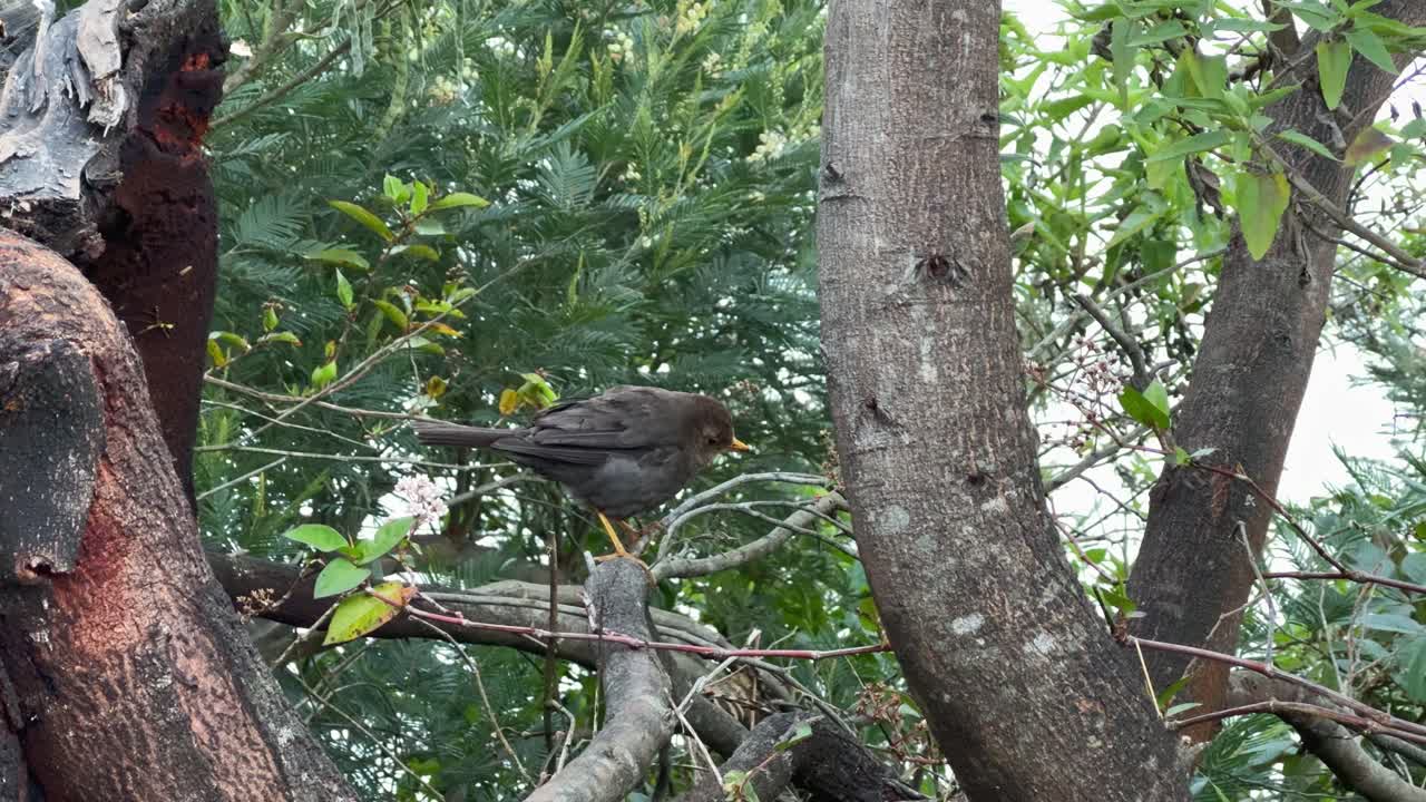 A brown bird perched quietly on a tree in a natural forest habitat. Turdus poliocephalus, Tropical Bird in wildlife