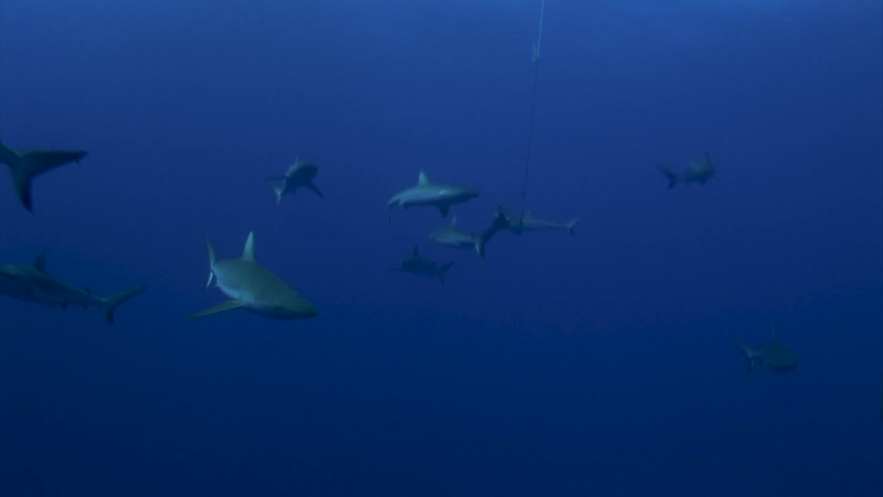 Close shot of a Bottlenose dolphins, tursiops truncatus  posing in clear blue water of the south pacific ocean and in front of the camera. Sharks in the background.
