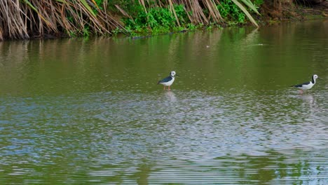 Wilder-Vogel,-Der-Auf-Wasser-Spielt.-Recurvirostridae-Vogel