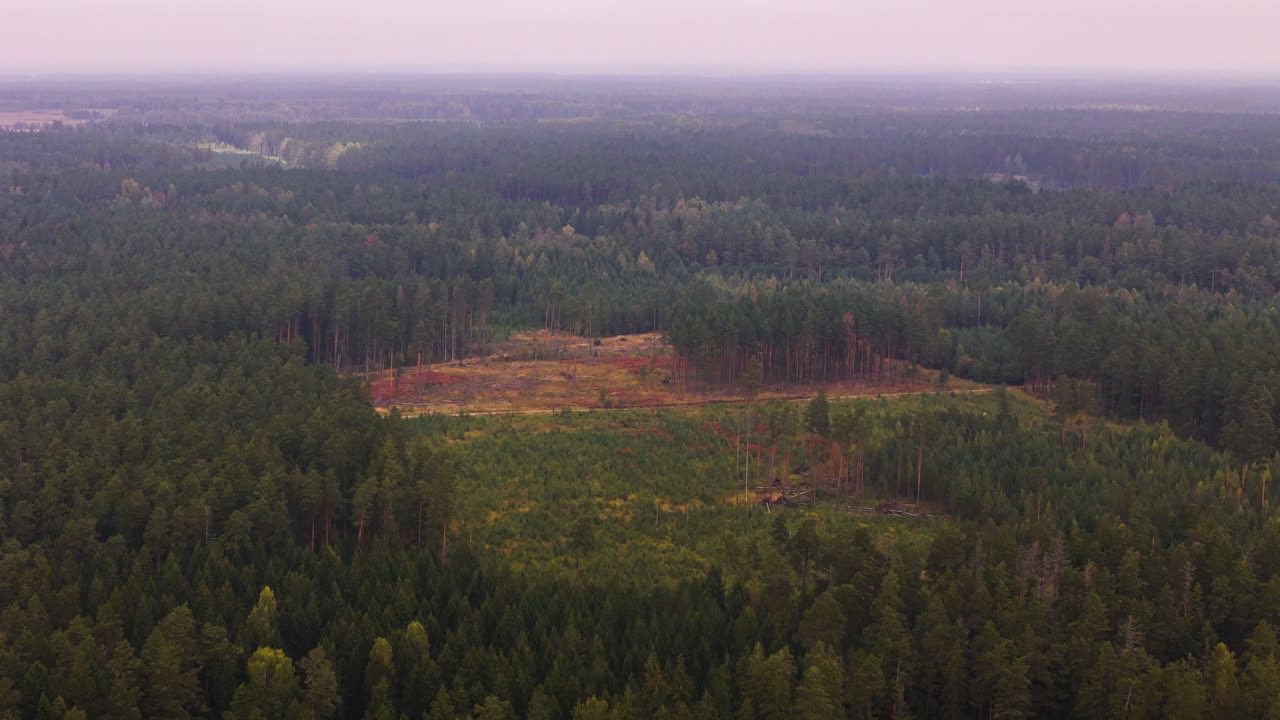Aerial of cleared land area with patches of forest and cut trees in early light