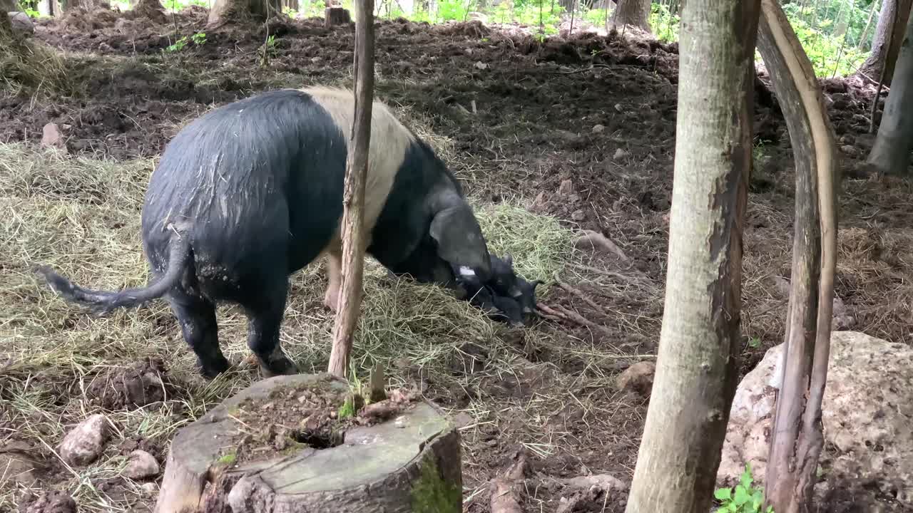 숲에 강아지가 있는 큰 돼지 한 마리
