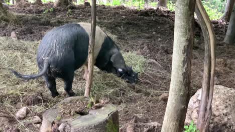 one big swine with puppies in the forest