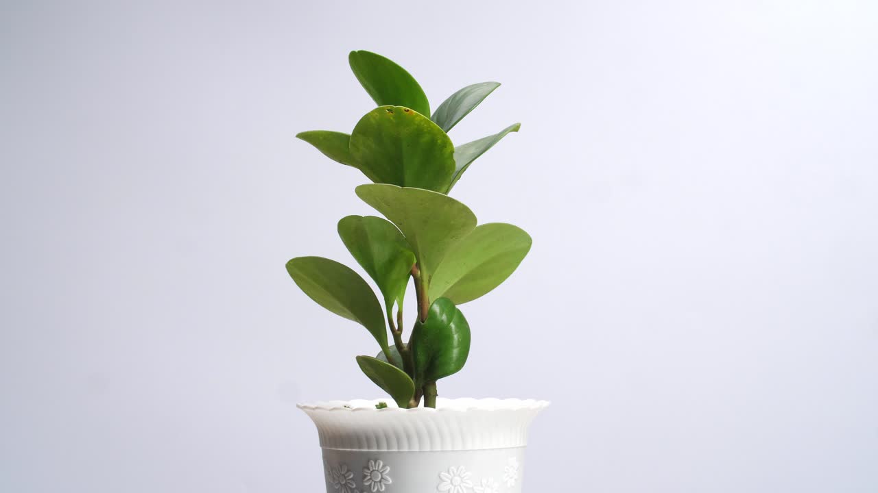 Ficus elastica che ruota su se stesso su sfondo bianco