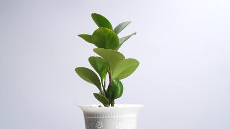 planta de caucho girando a su alrededor en el fondo de la pantalla blanca