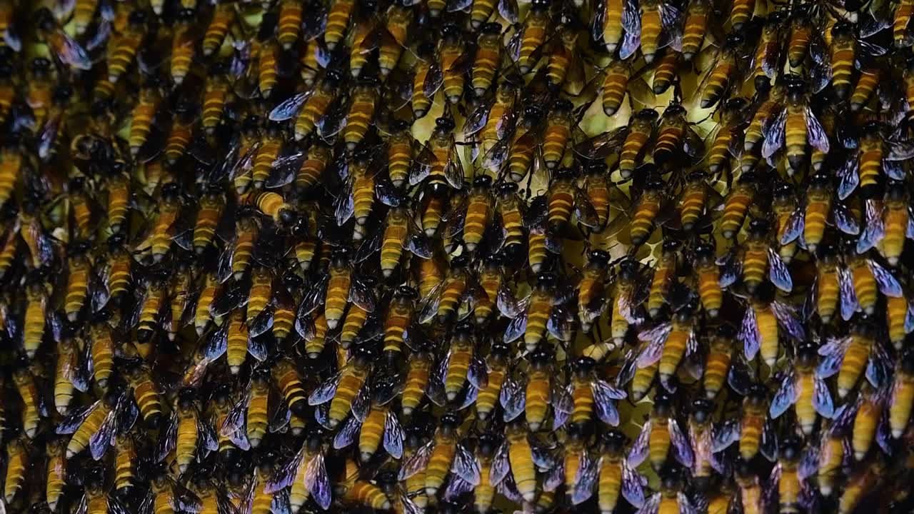 se sabe que las abejas melíferas gigantes construyen grandes colonias de nidos con bolsillos simétricos hechos de cera para almacenar miel como fuente de alimento.