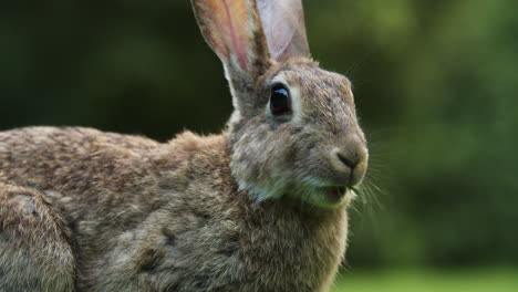 Wild-Rabbit-Eating-And-Chewing-Green-Grass-In-Amsterdam,-Netherlands