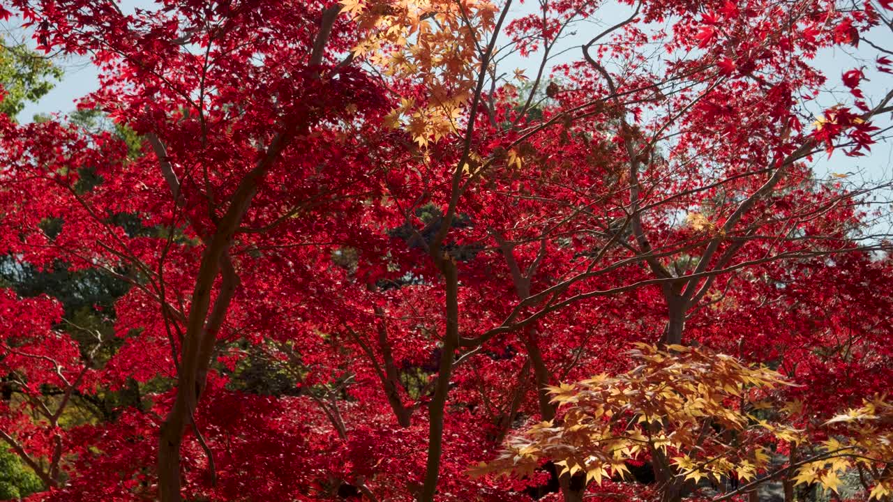 멋진 일본 은 메이플 잎 나무, 가을 색