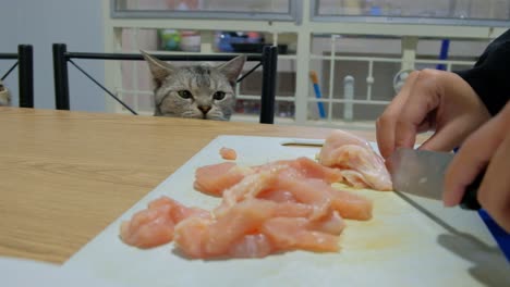 lindo gatito hambriento de una rebanada de carne de pollo fresca