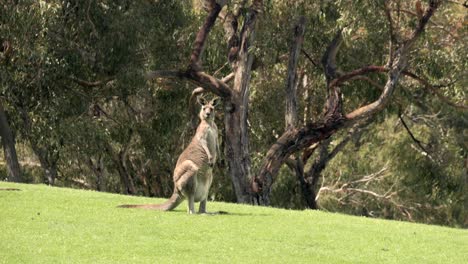 single grey australian kangaroo looks at camera sitting on green grass