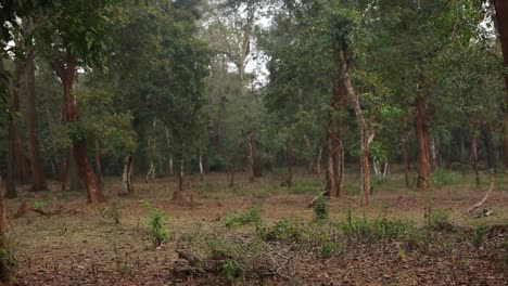 Pan-shot-of-Dense-Tropical-forest-in-Asia