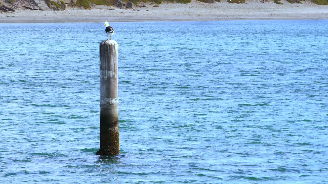 Close view of Seagull bird standing on a wooden pole by the sea looking around. Left side of the frame. Beach on the background. Cape Town WC South Africa