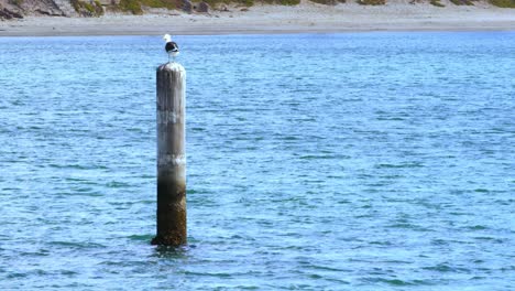 close view of seagull bird standing on a wooden pole by the sea looking around. left side of the frame. beach on the background. cape town wc south africa