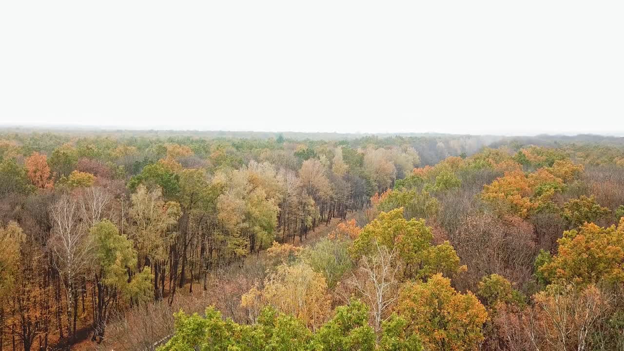 Sky view of autumn road among trees. Aerial view of autumn forest and highway with cars on one side of newly built road. Top view of car road in forest.