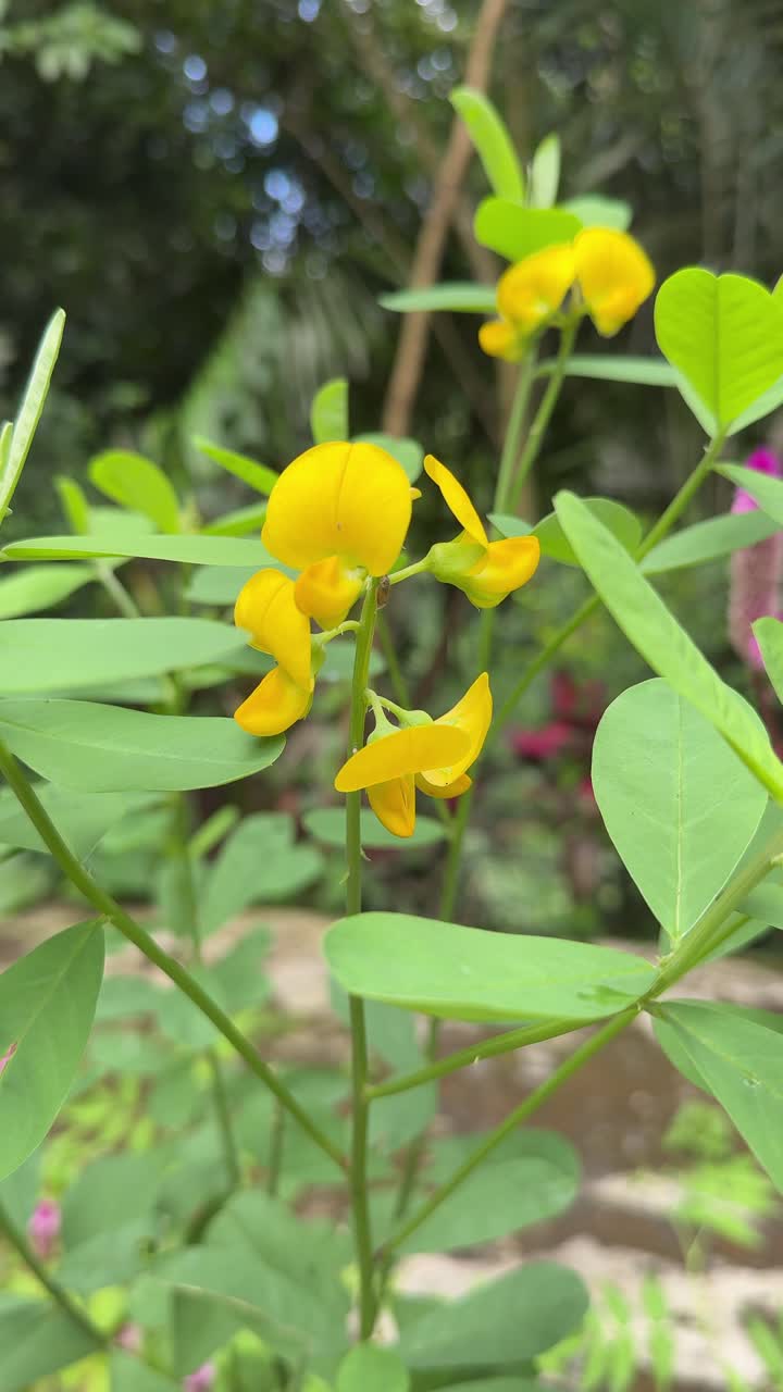 Vibrant Yellow Flowers with Green Leaves Swaying in a Breeze