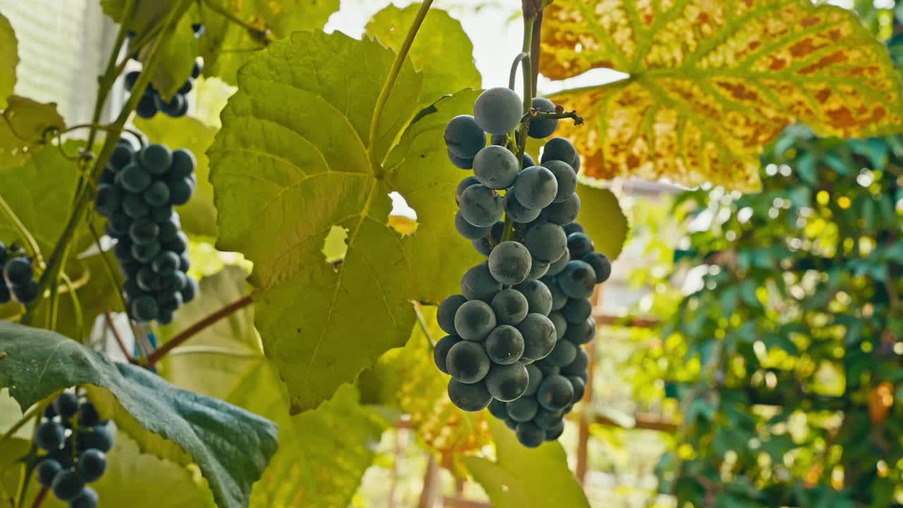 따뜻한 9 월 아침에 내 정원에서 촬영 된 포도 어리의 비디오