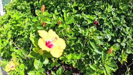 a yellow flower amidst lush green leaves